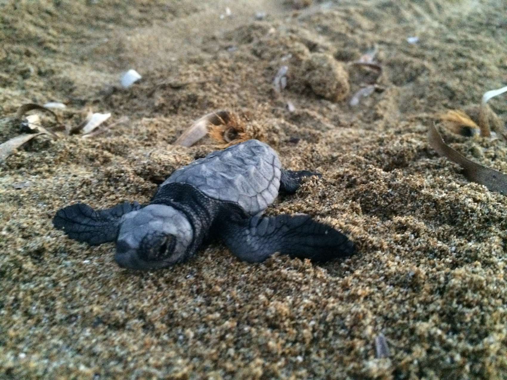 schiusa di Caretta caretta a Cefalonia